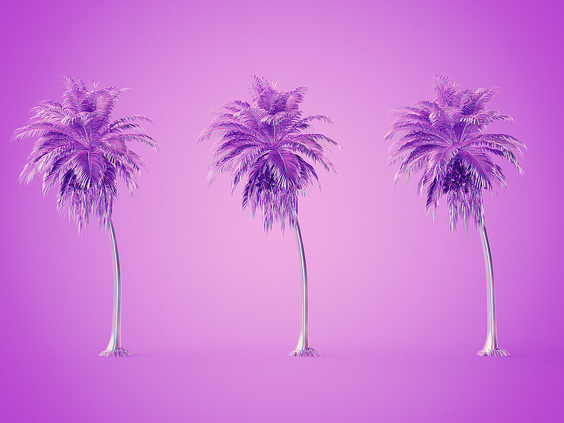 Palm tree, illustration