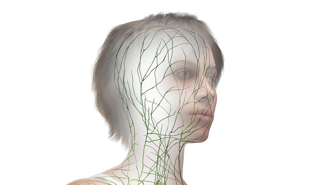 Lymphatic system of the head, illustration