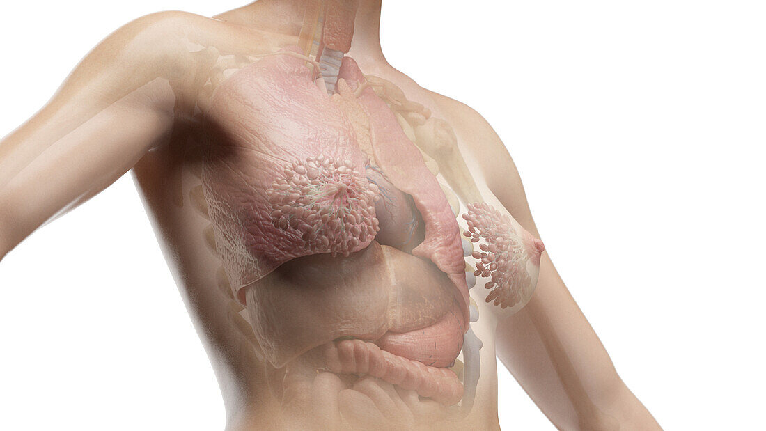 Internal organs of the torso, illustration