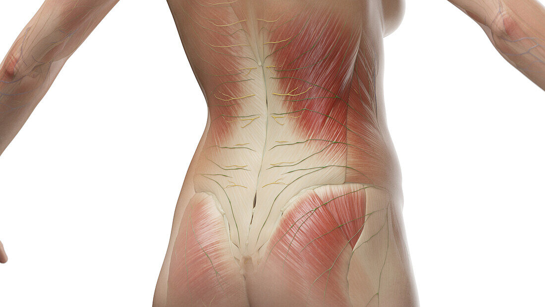 Muscles of the lower back, illustration