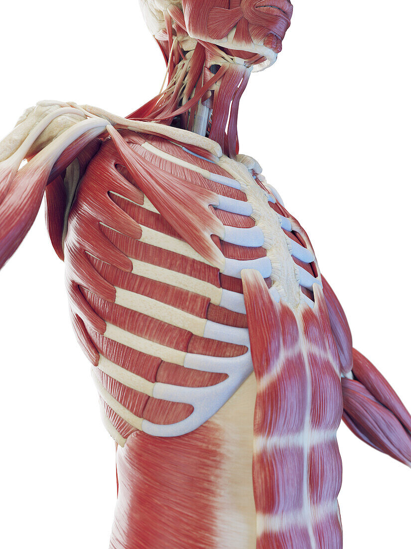 Muscular system of the torso, illustration