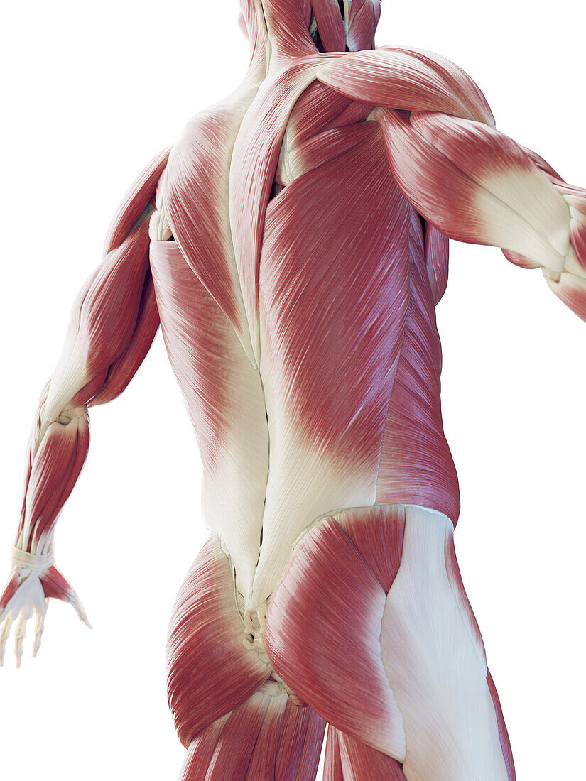 Muscular system of the back, illustration