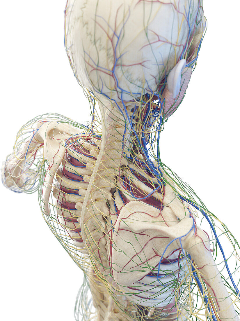 Neck and back anatomy, illustration
