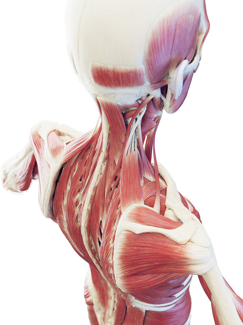 Deep neck and back muscles, illustration