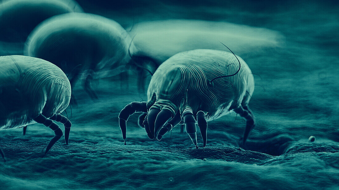 Dust mites, illustration
