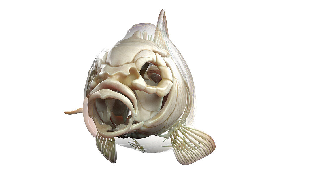 Fish anatomy, illustration