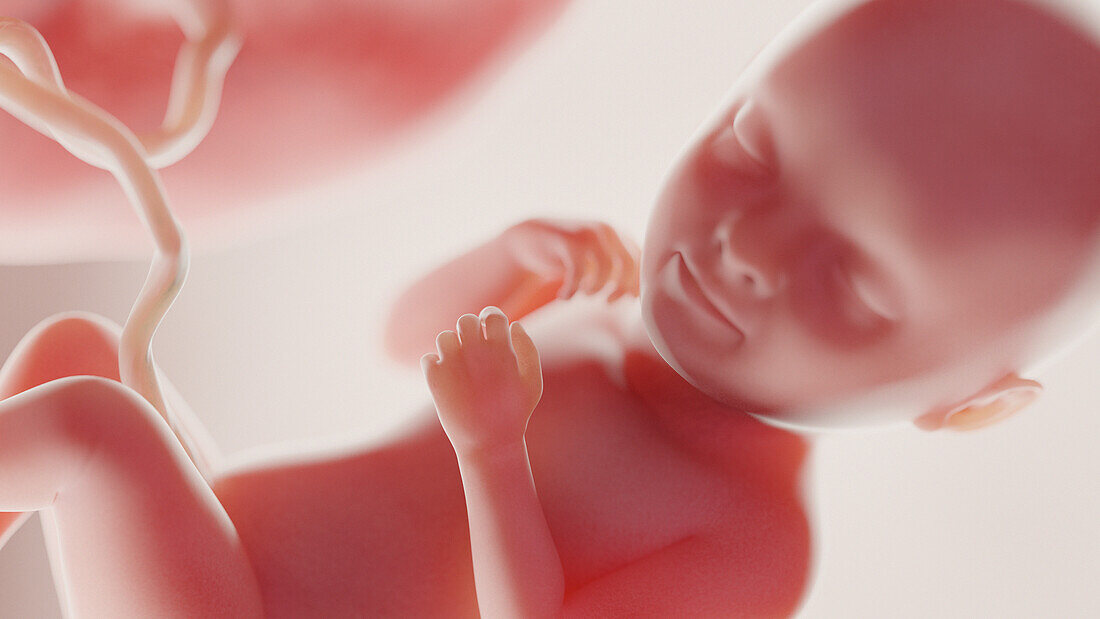 Foetus at week 33, illustration