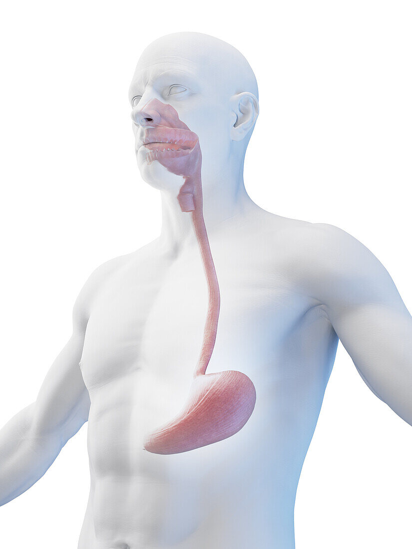 Stomach and oesophagus, illustration
