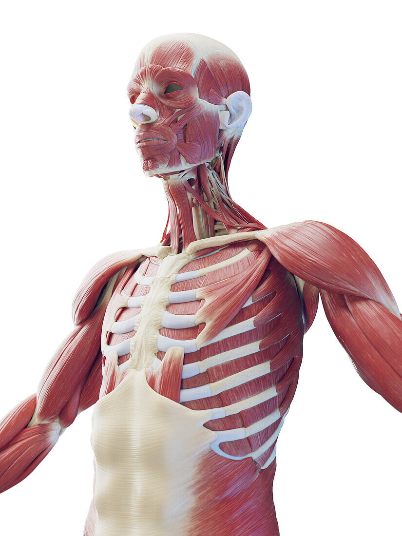 Muscular system of the upper body, illustration
