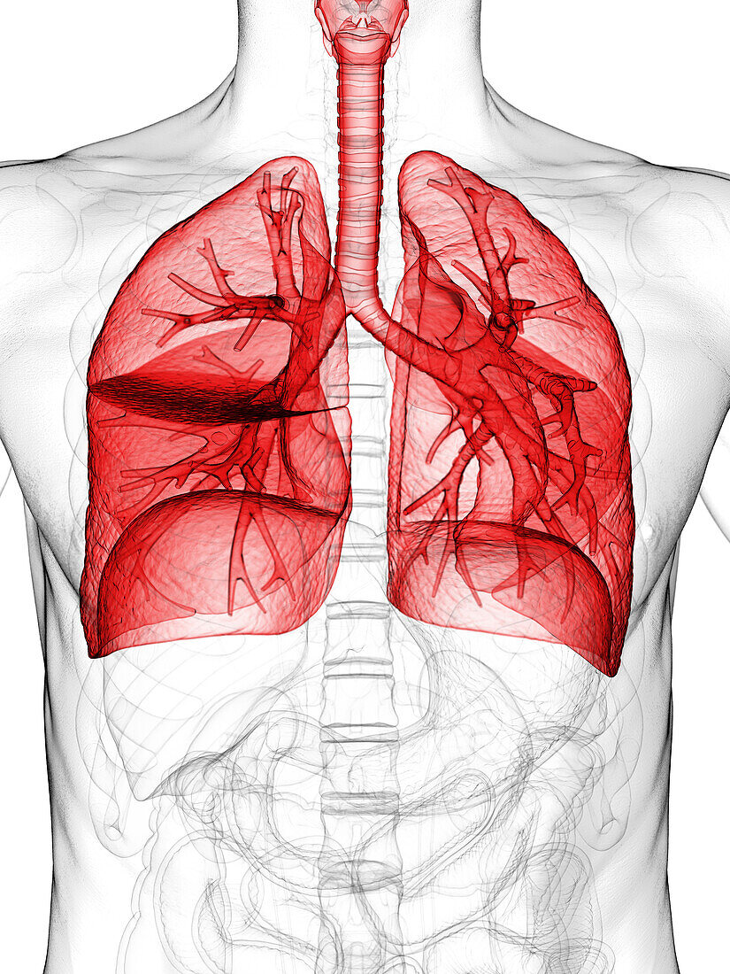 Respiratory system, illustration