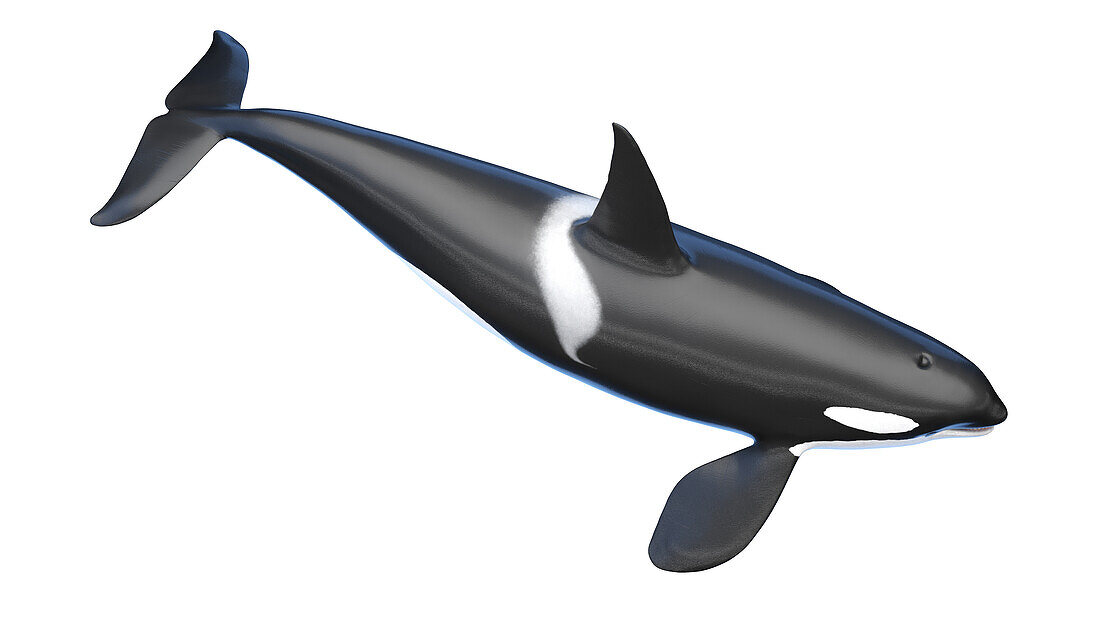 Killer whale, illustration