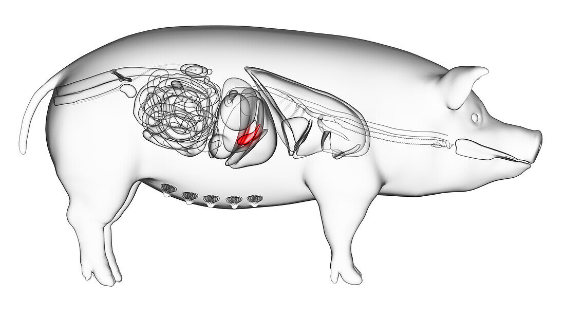 Pig gallbladder, illustration