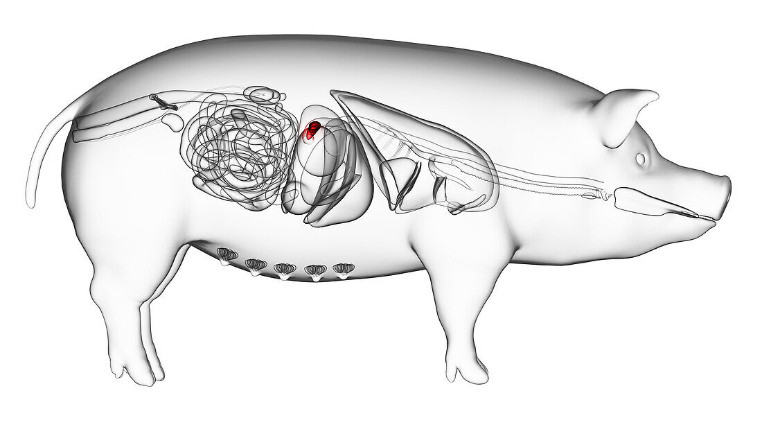 Pig pancreas, illustration