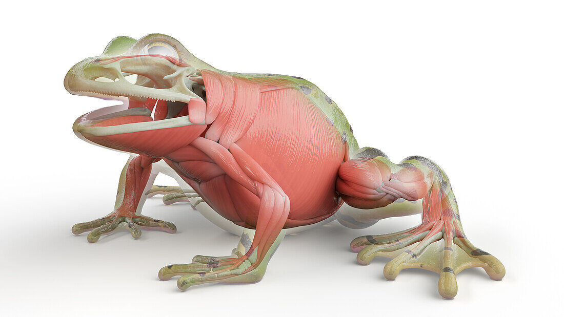 Frog's muscular system, illustration