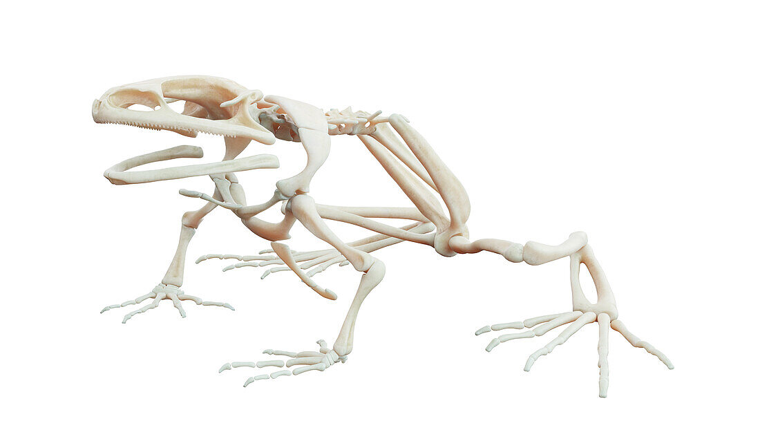 Frog's skeletal system, illustration