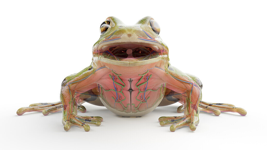 Frog's muscular system, illustration