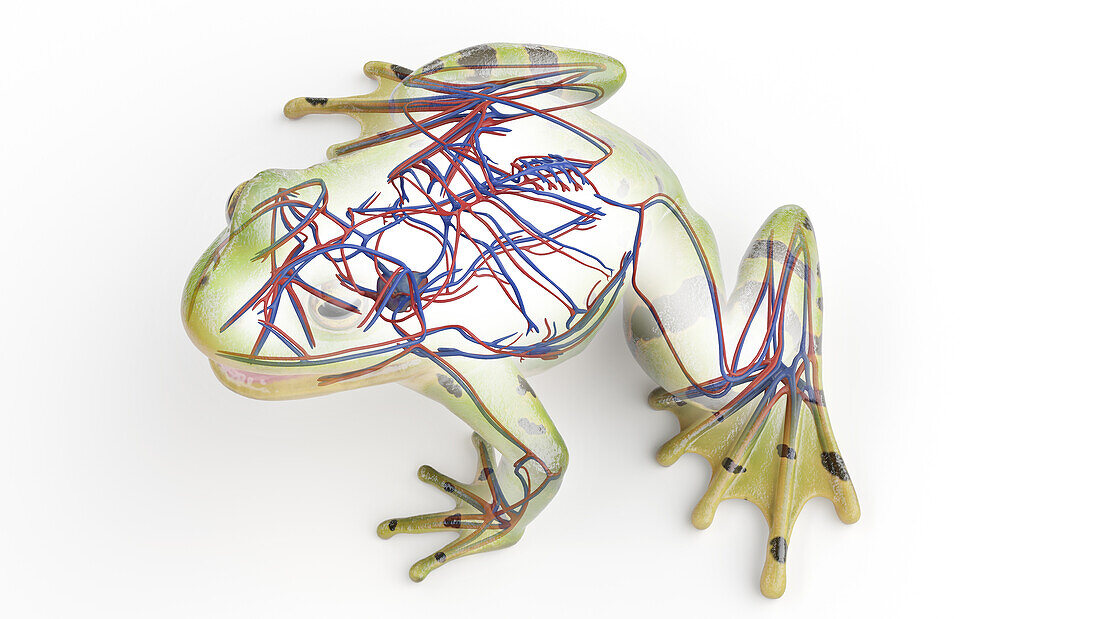 Frog's cardiovascular system, illustration