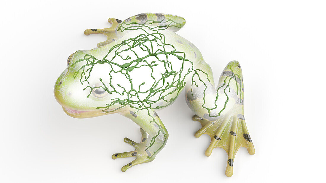 Frog's lymphatic system, illustration