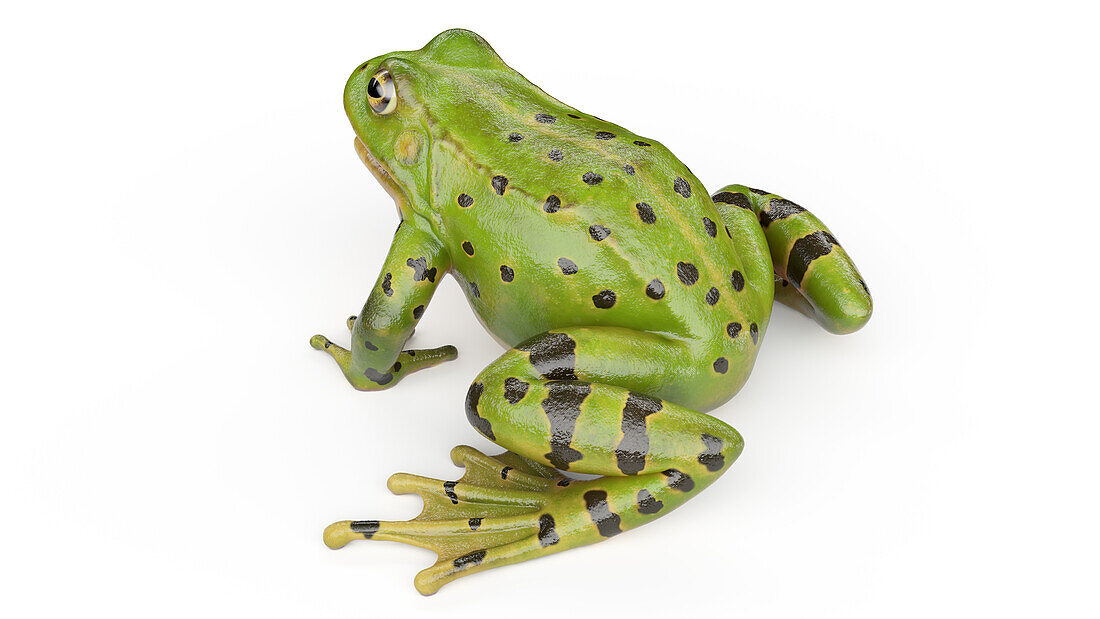 Frog's skin, illustration