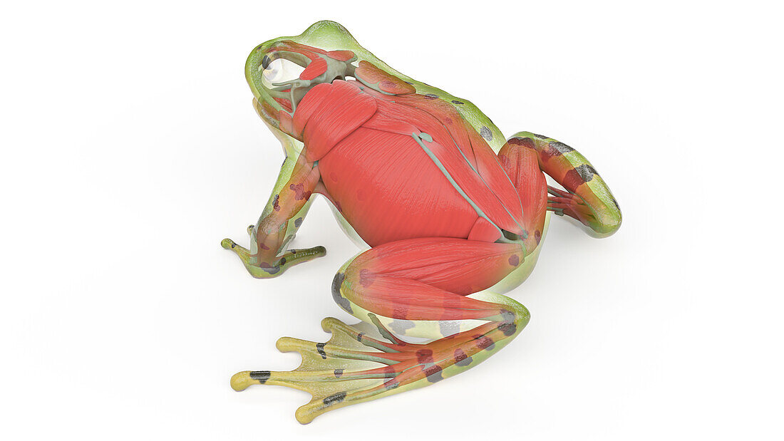 Frog's muscular system, illustration