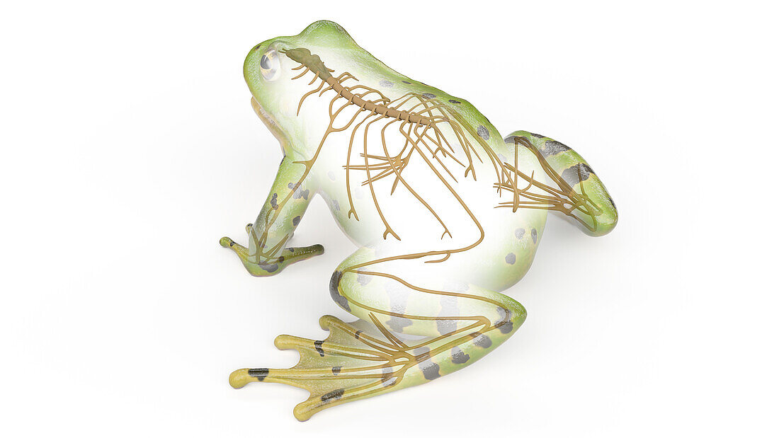 Frog's nervous system, illustration