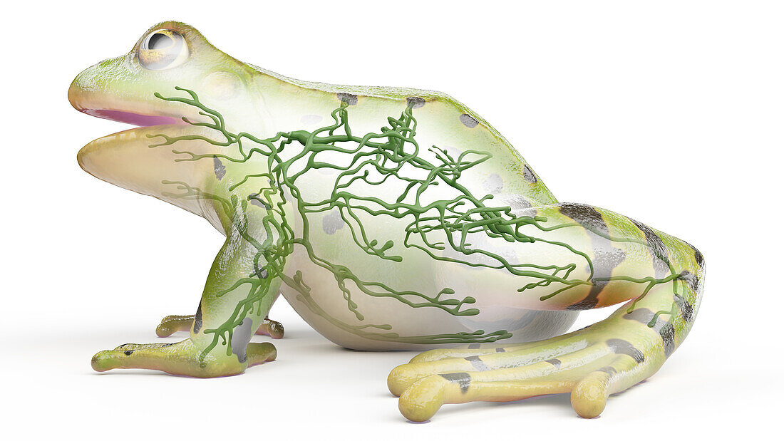 Frog's lymphatic system, illustration