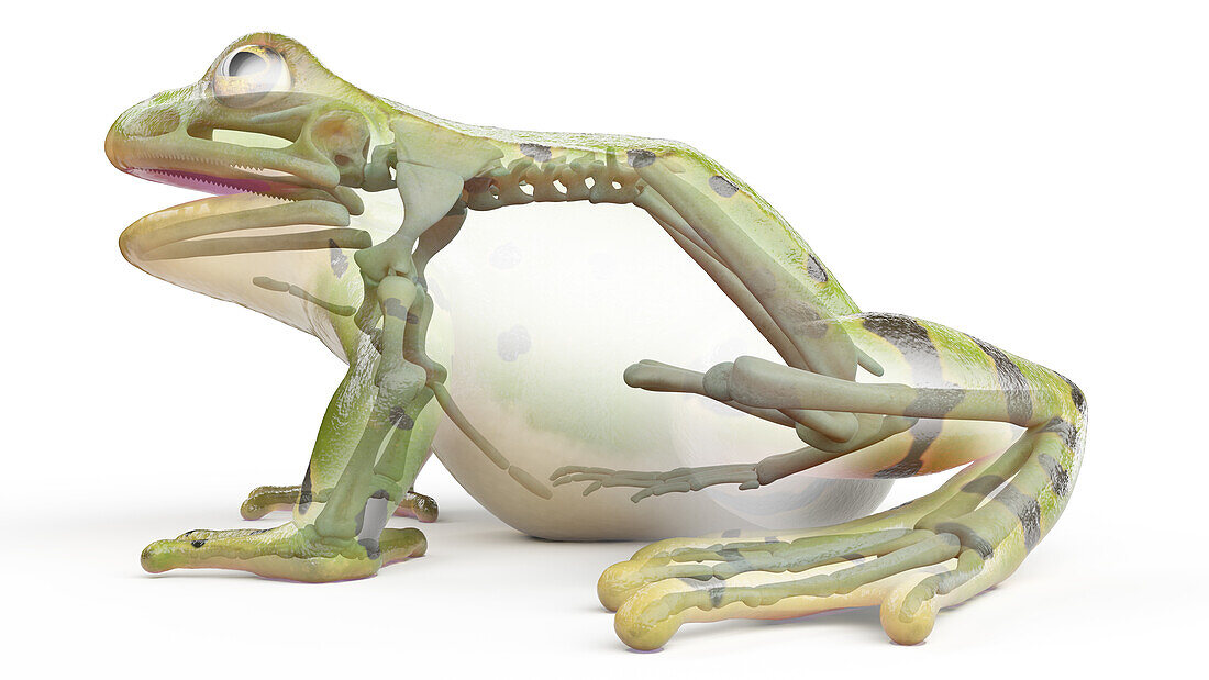 Frog's skeletal system, illustration