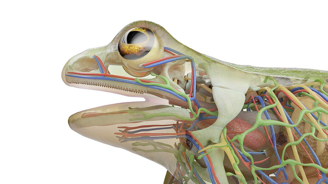 Frog's internal organs, illustration