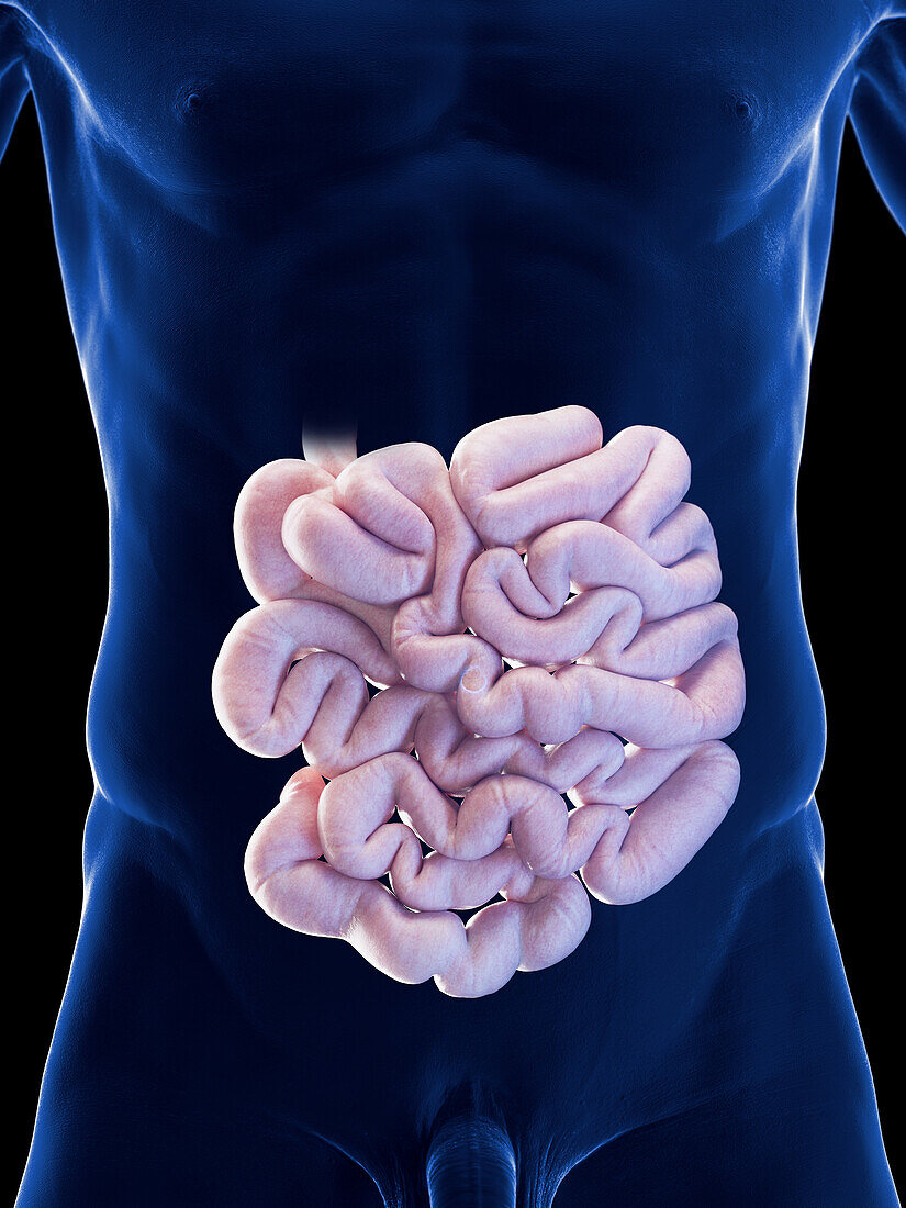Male small intestine, illustration