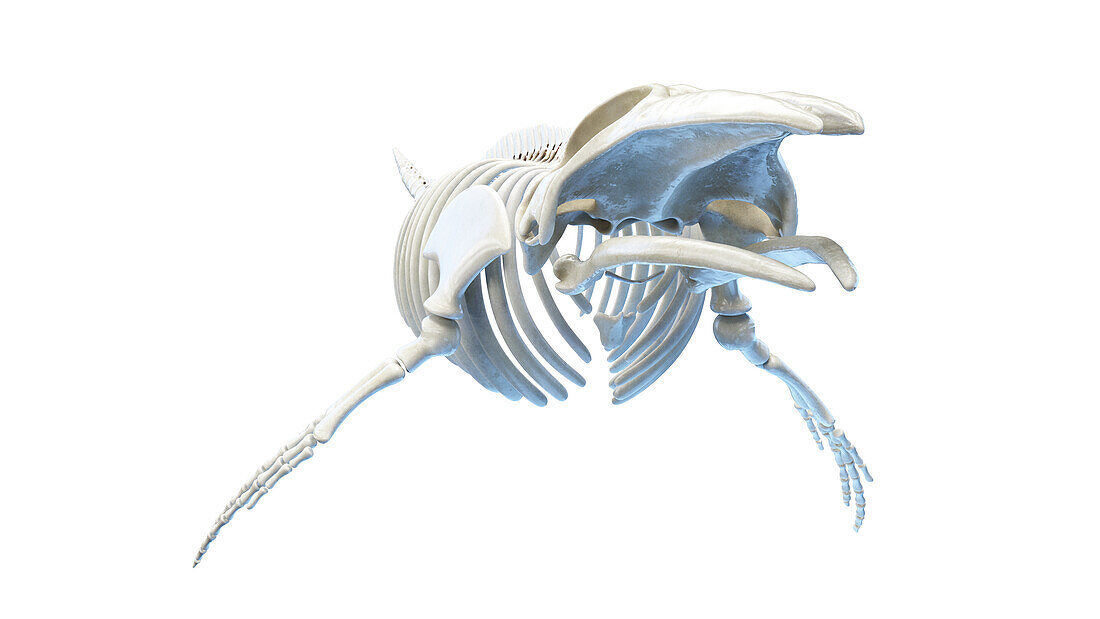 Whale anatomy, illustration