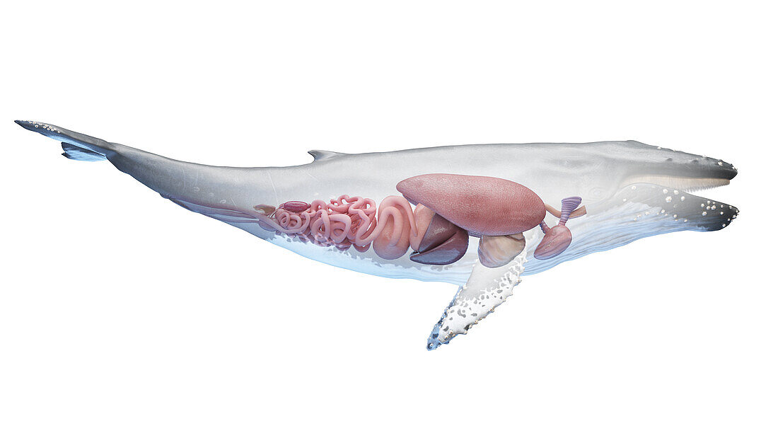 Whale anatomy, illustration