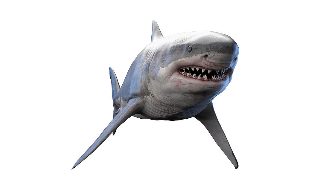 Shark, illustration