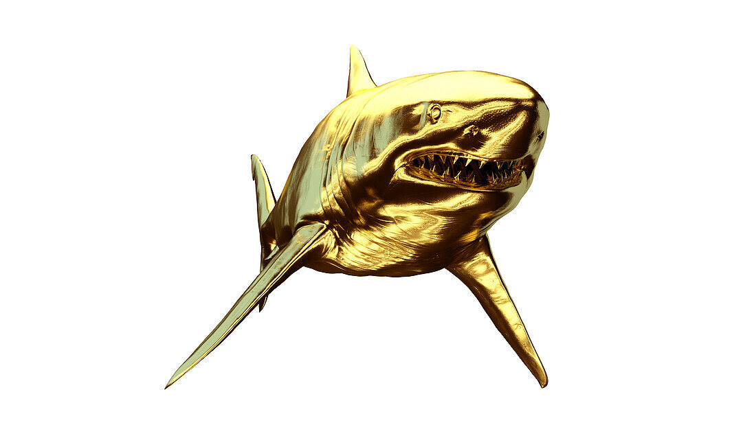 Golden shark, illustration
