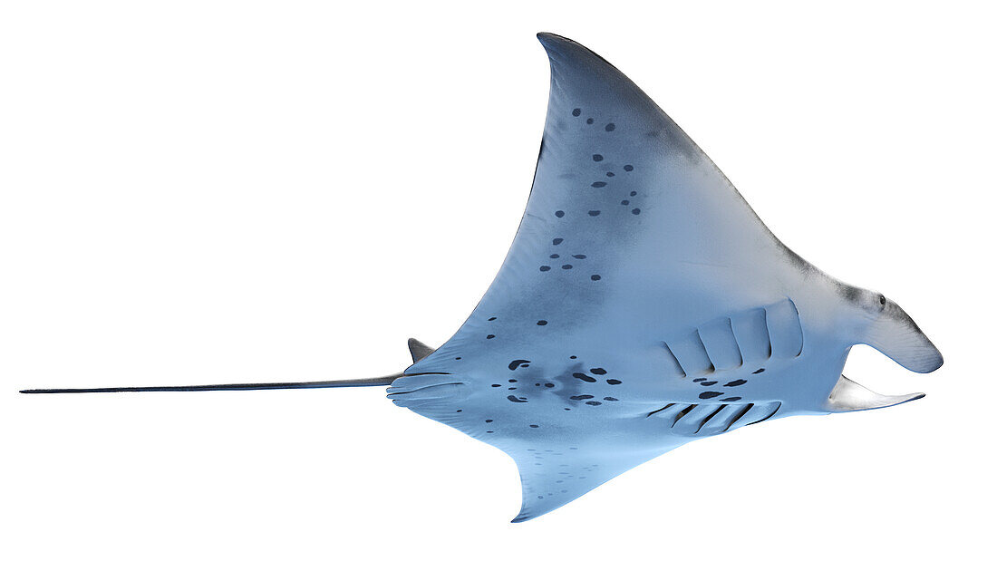 Manta ray, illustration