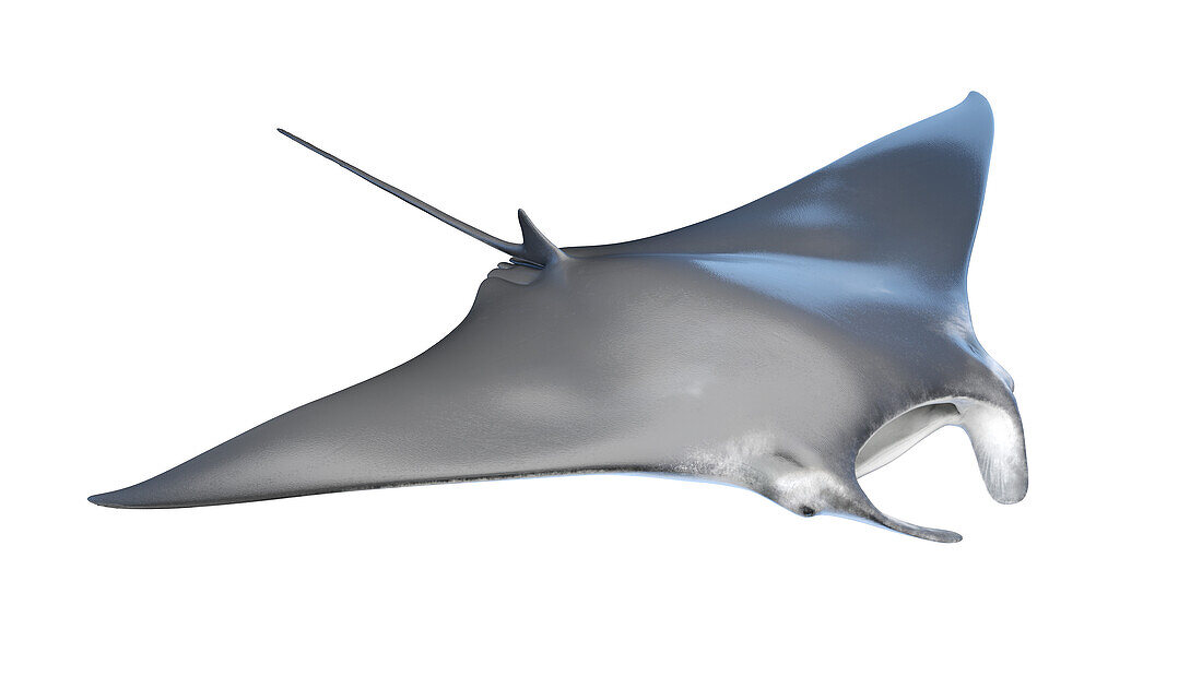 Manta ray, illustration