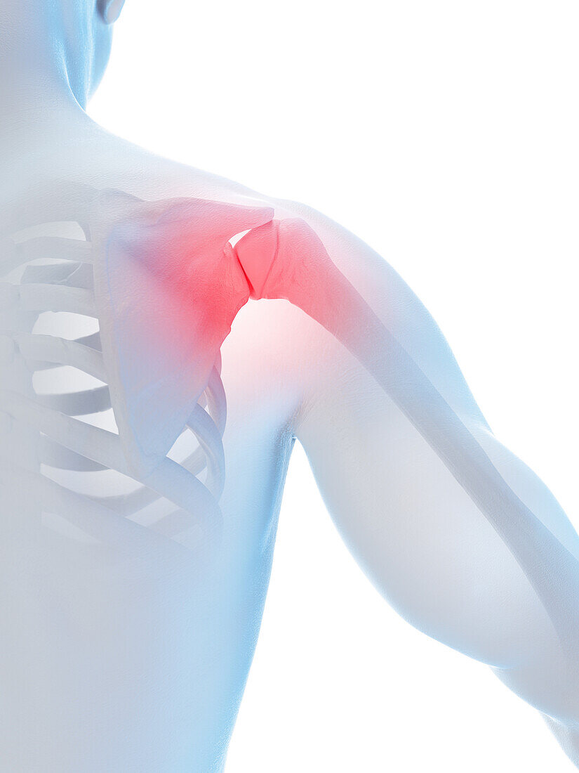 Male shoulder joint, illustration