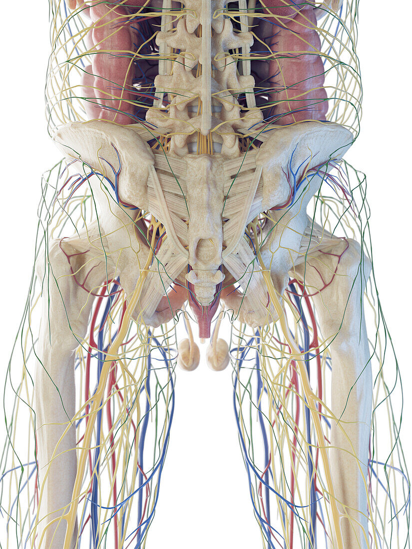 Male lower body organs, illustration