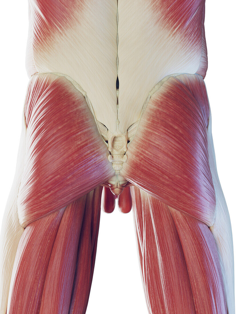 Male muscles of the lower body, illustration