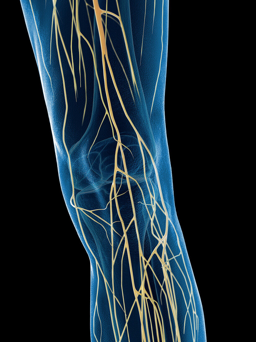 Male knee nerves, illustration