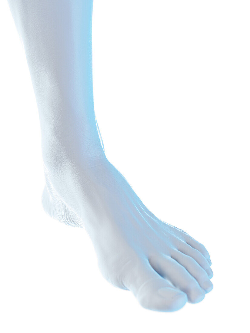 Male foot, illustration