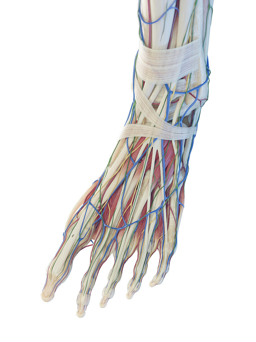 Structure of the foot, illustration
