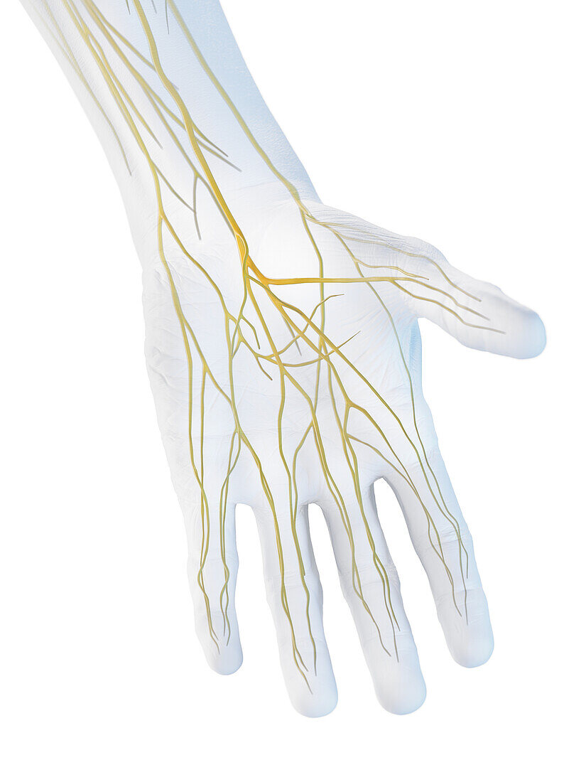 Nerves of the hand, illustration