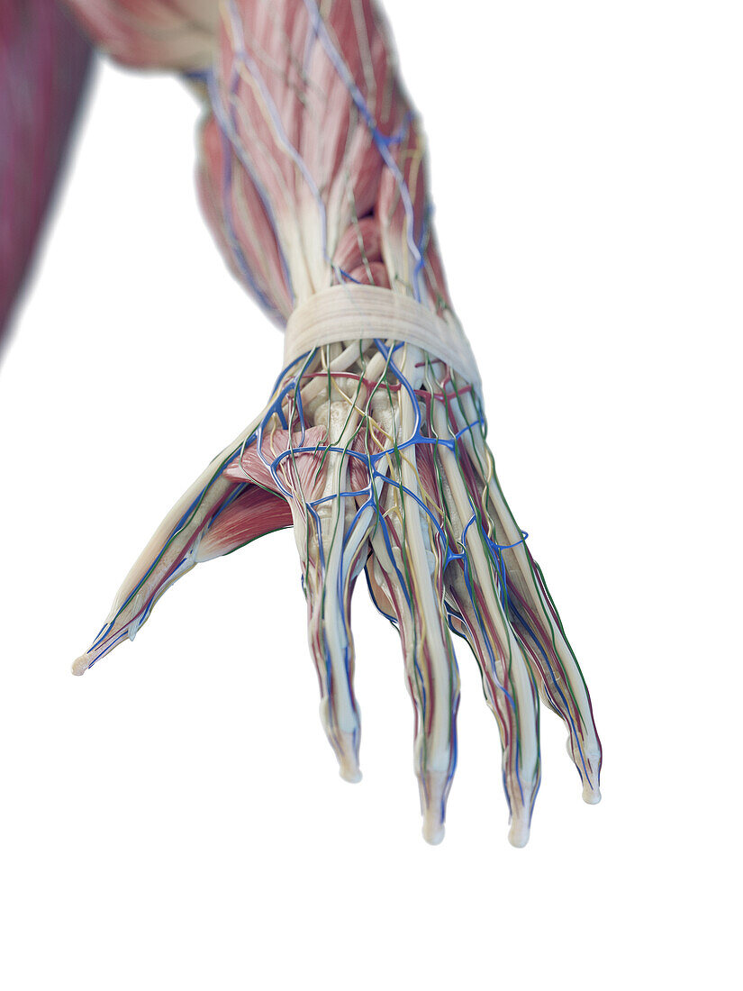 Structure of the hand, illustration