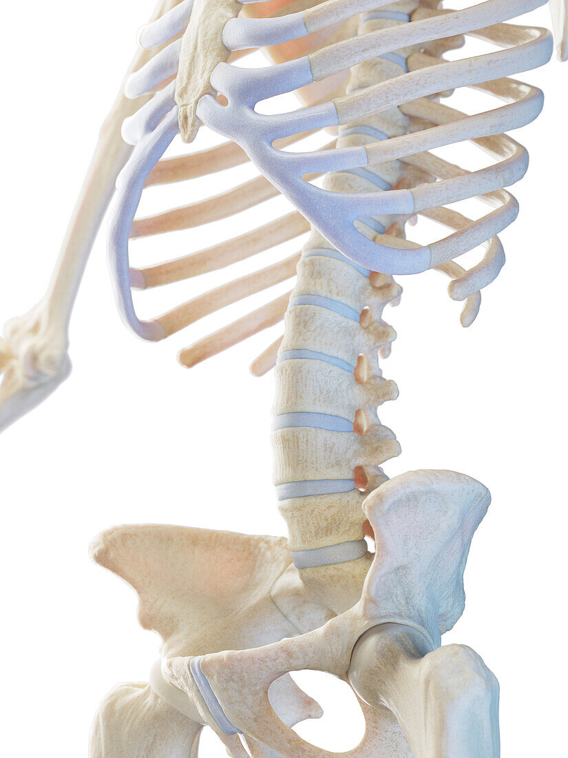 Skeletal system, illustration