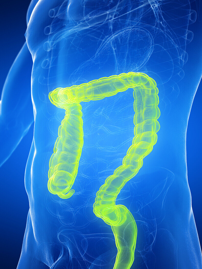 Male large intestines, illustration