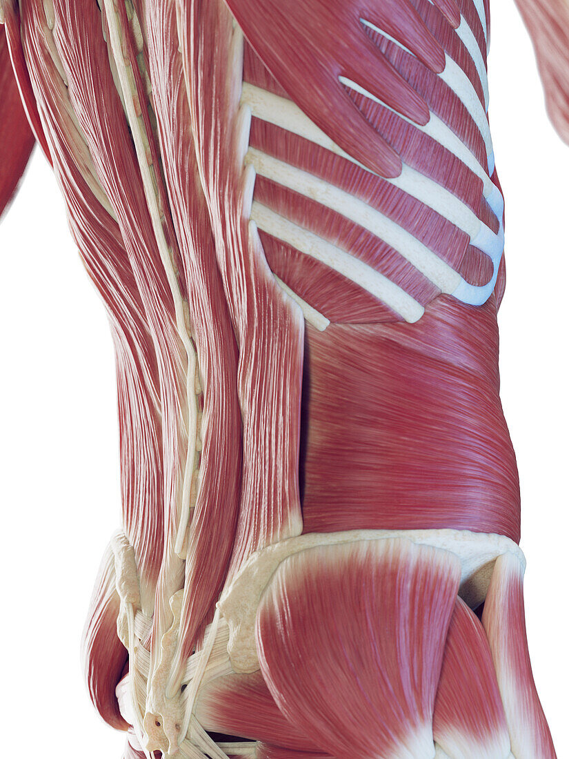 Male back muscles, illustration