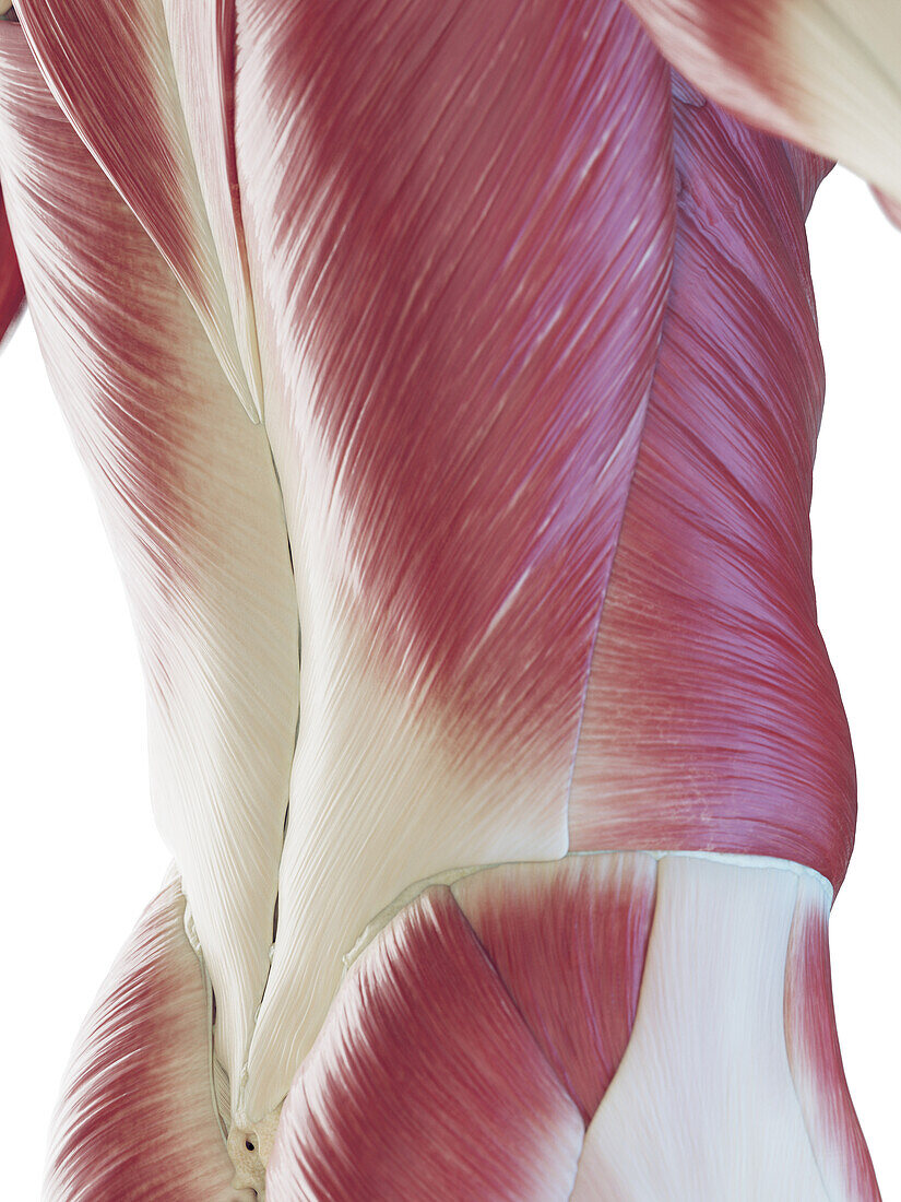 Male back muscles, illustration