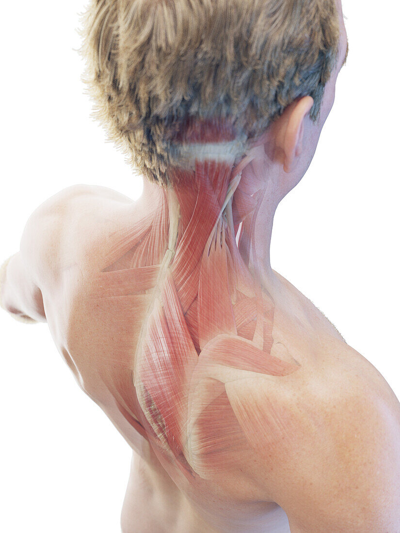 Male deep neck and back muscles, illustration