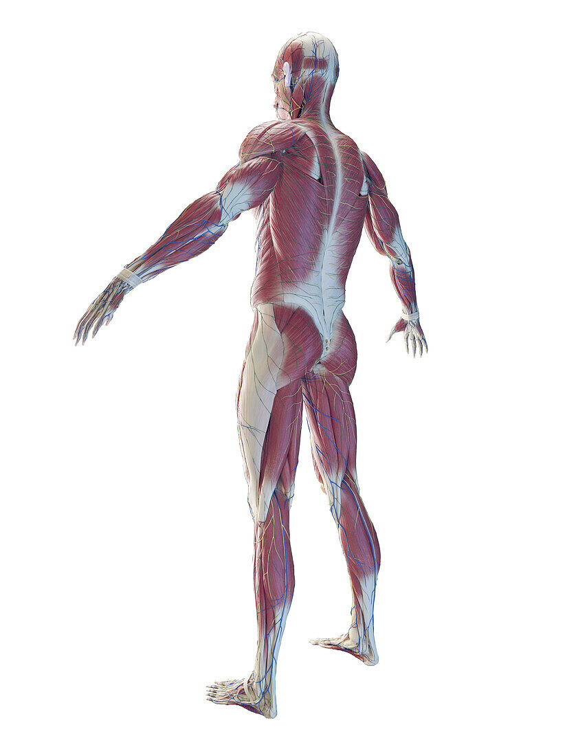 Male muscular system, illustration