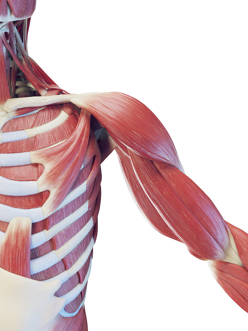 Male deep torso muscles, illustration
